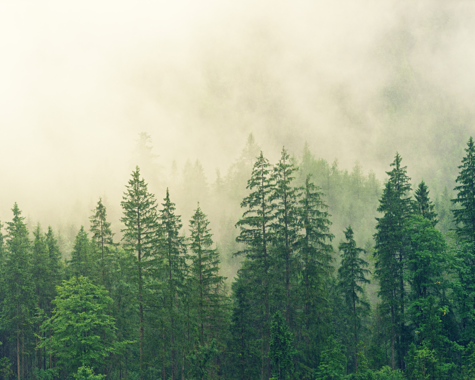 wald